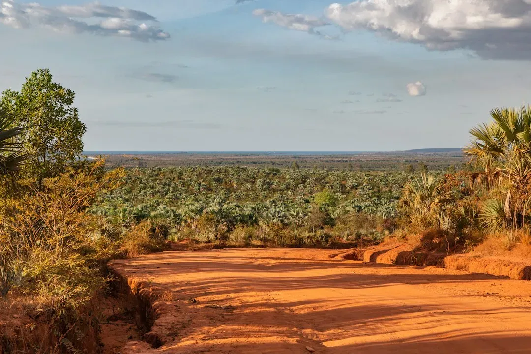 4. Madagascar - Losing Forests at an Unsustainable Pace (Image Credits: Unsplash)