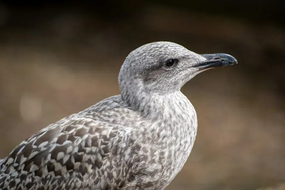 Herring Gulls Learning to Steal Chips (and Read Packaging) (Image Credits: Unsplash)