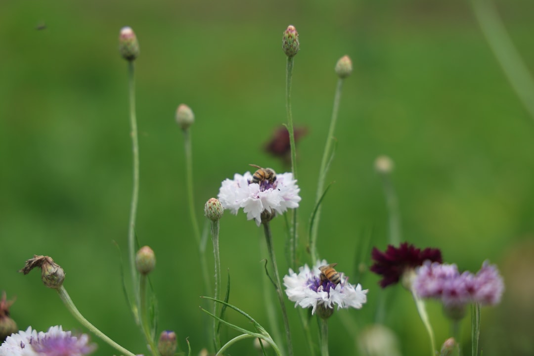The Pollinator Crisis: A Hidden Agricultural Emergency (image credits: unsplash)