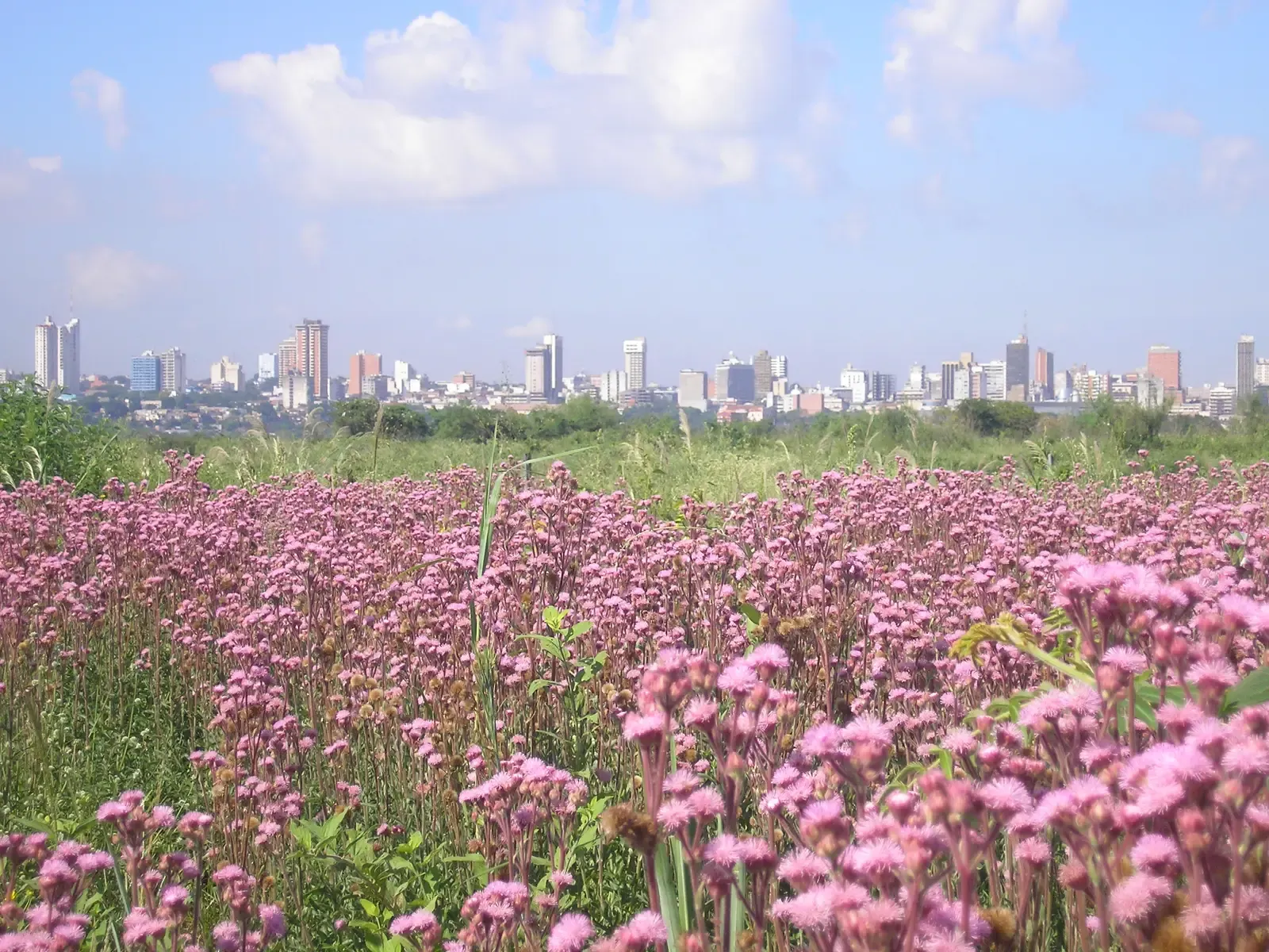 8. Paraguay - Pastureland Expansion Reshaping the Chaco (By Felipe Antonio, CC BY-SA 3.0)