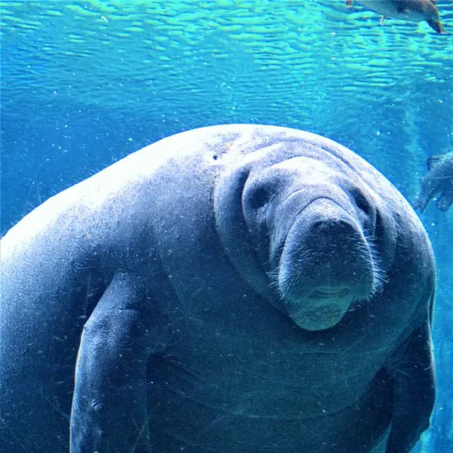 9. Manatee: An Aquatic Giant Erased From Many Amazon Tributaries (Image Credits: Pexels)