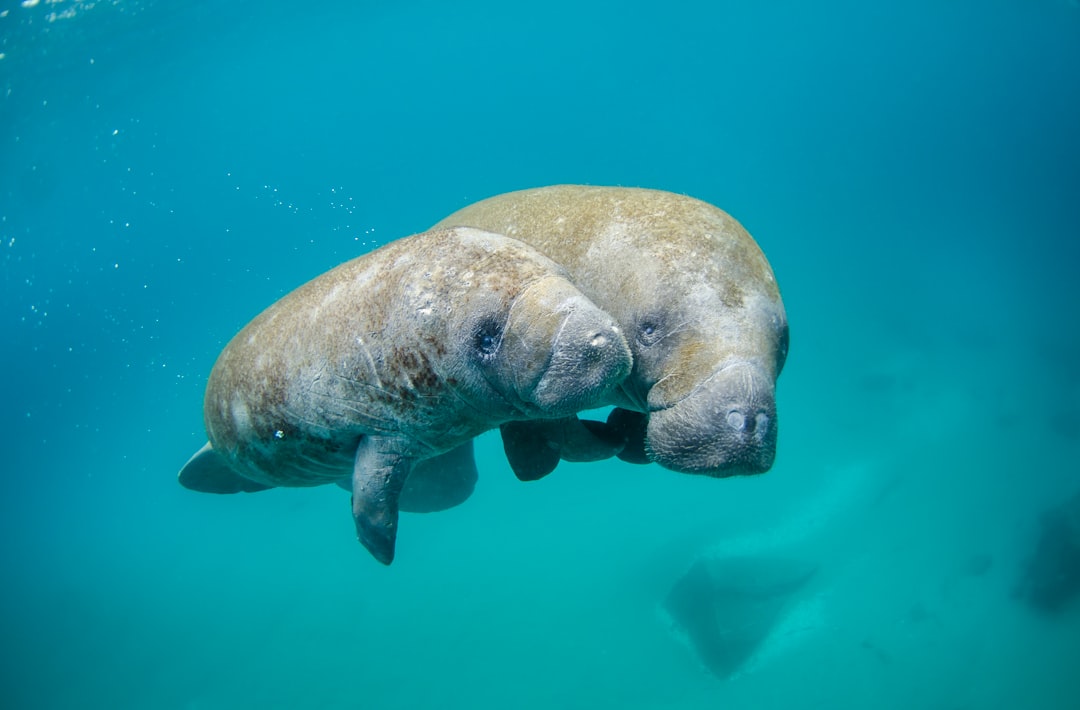Oceans Heat Up Marine Life Shifts (image credits: unsplash)