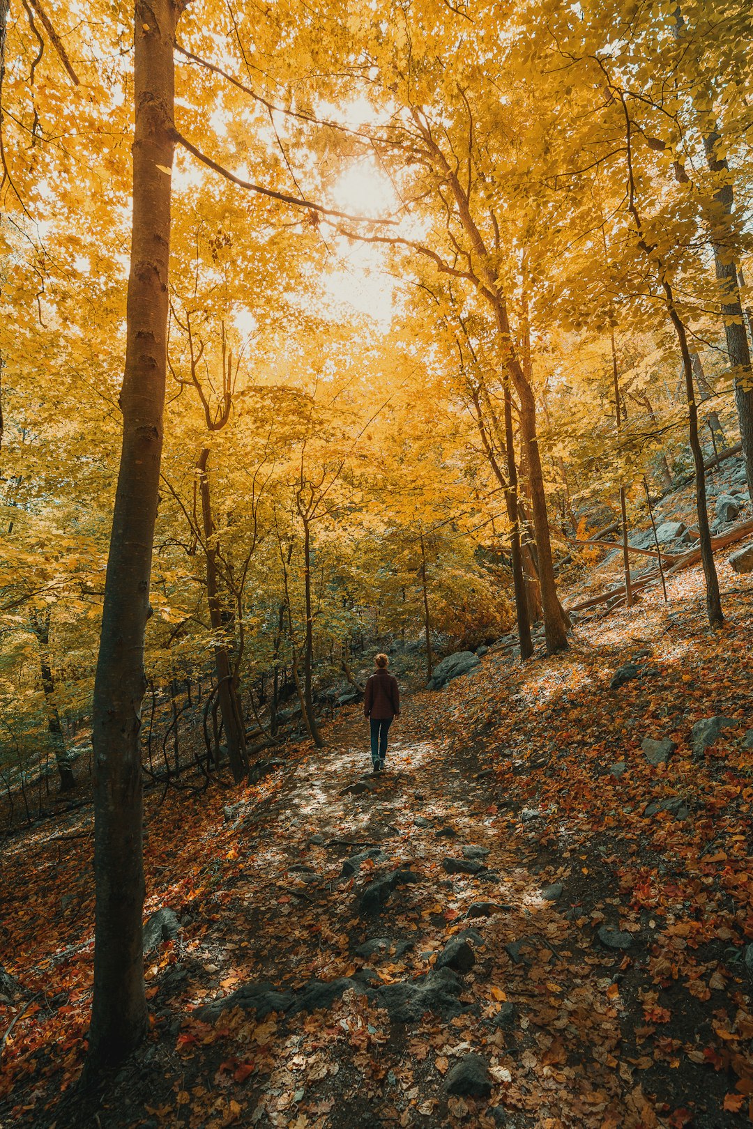 United States: Diverse Forest Ecosystems (image credits: unsplash)