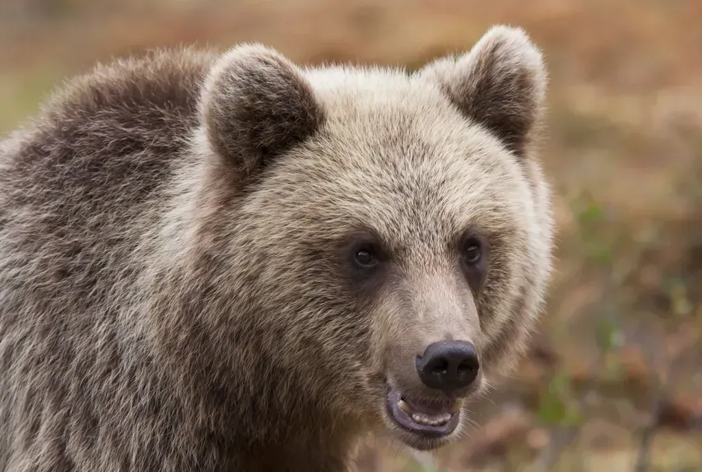 Conclusion: Honoring the Wild (Image Credits: Rawpixel)