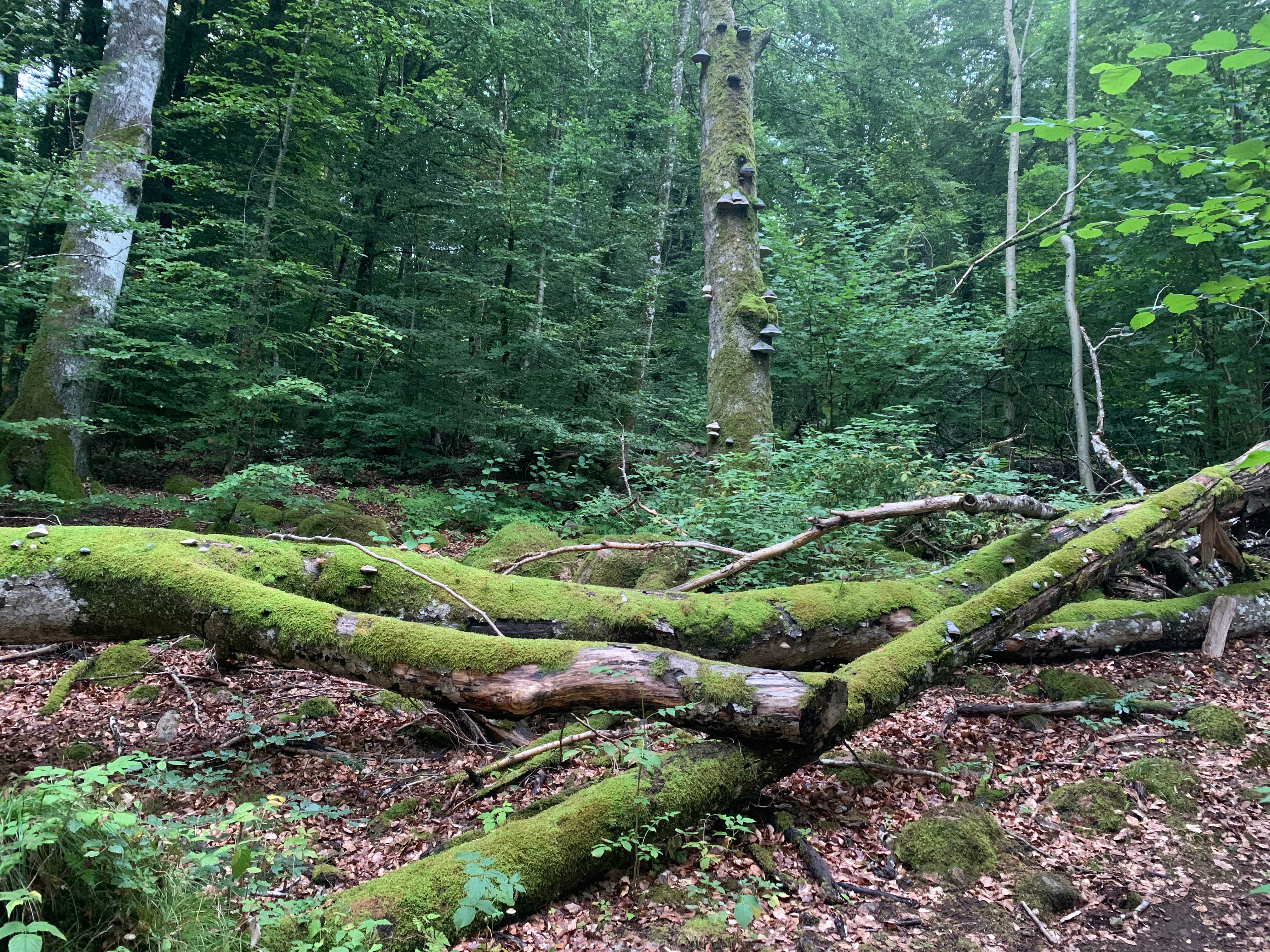 Sweden: A Model of Sustainable Forestry (image credits: wikimedia)