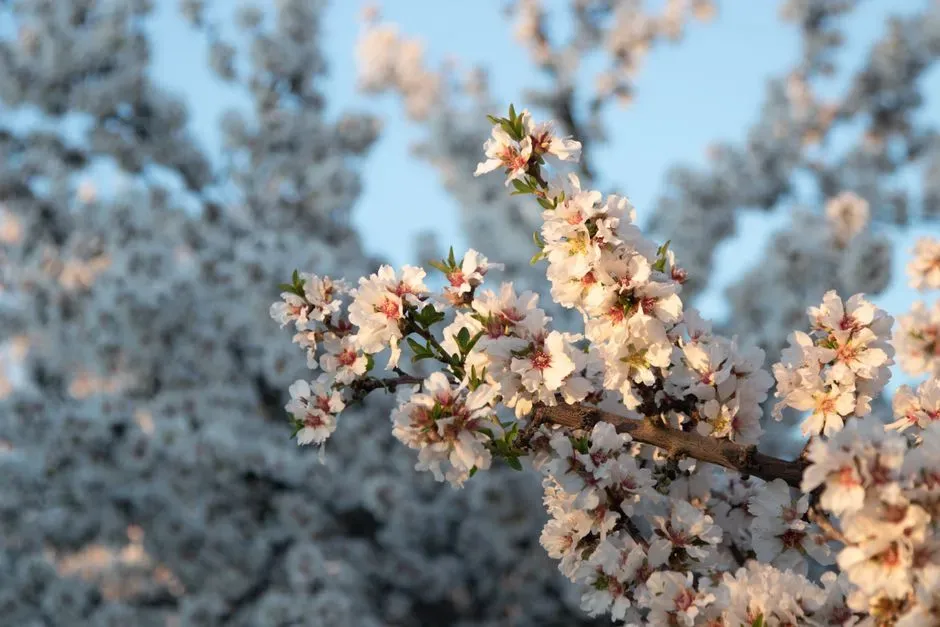 9. Fresno, California (Image Credits: Pexels)
