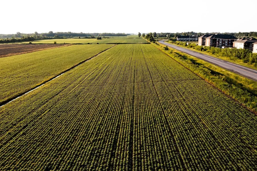 Canada's Crop Output Is Reaching Historic Levels (Image Credits: Unsplash)