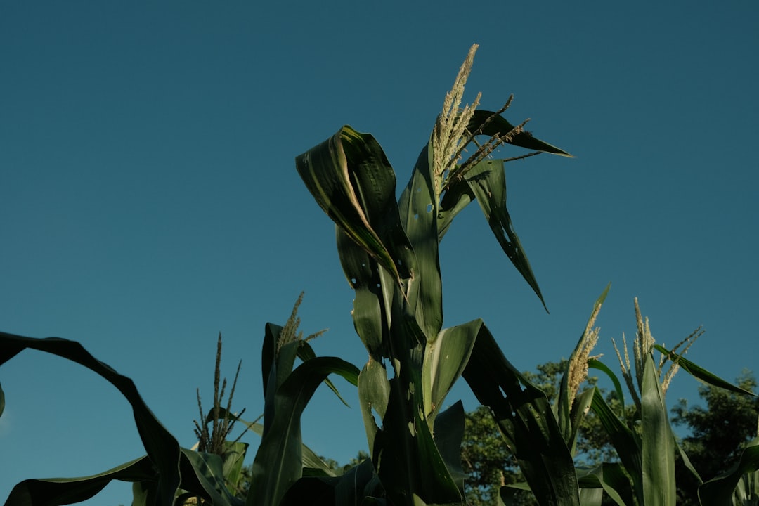 “Corn Sweat” vs. Other Plants (image credits: unsplash)