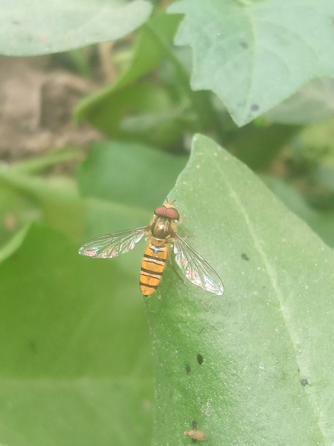 Pest Control Through Natural Balance (image credits: unsplash)