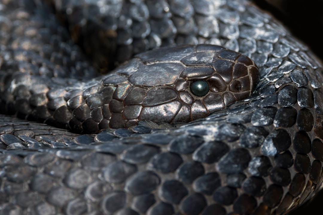 Tiger Snake - Australia's Aggressive Biter (image credits: unsplash)