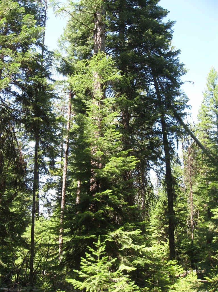 Restoration vs. Conservation: Two Sides of the Same Coin (image credits: flickr)