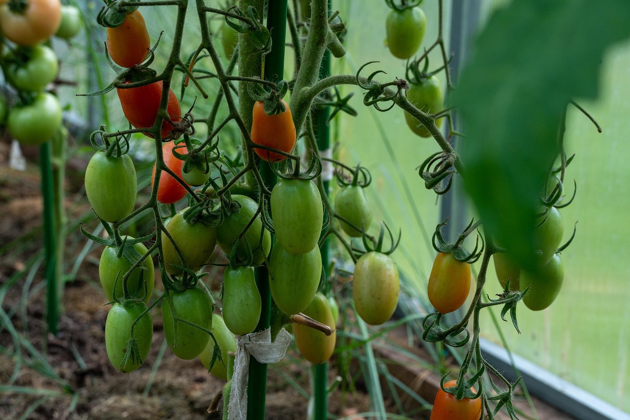 Understanding the True Cost of Out-of-Season Eating (image credits: pixabay)