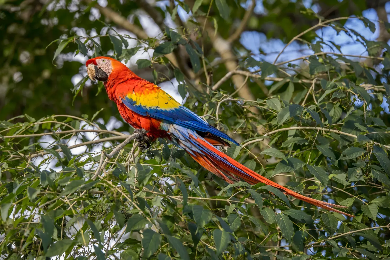 8. Scarlet Macaw: Replaced by Vultures in Degraded Forest (Own work, from Sharp Photography, sharpphotography.co.uk, CC BY-SA 4.0)