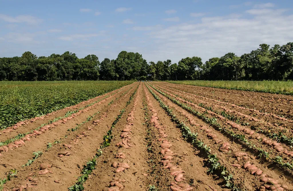 Wheat, barley and rice: the limits of switching crops (Image Credits: Flickr)