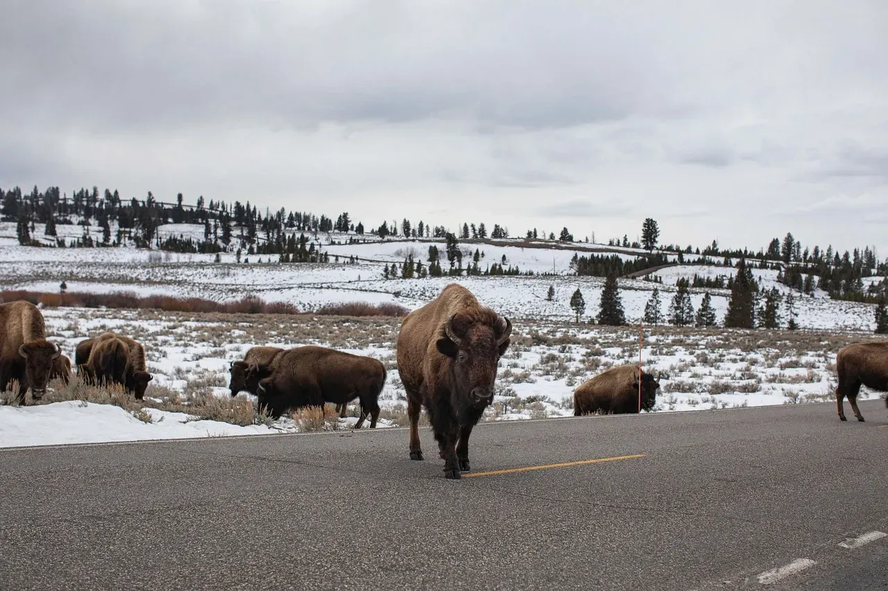 Wyoming (Image Credits: Pixabay)