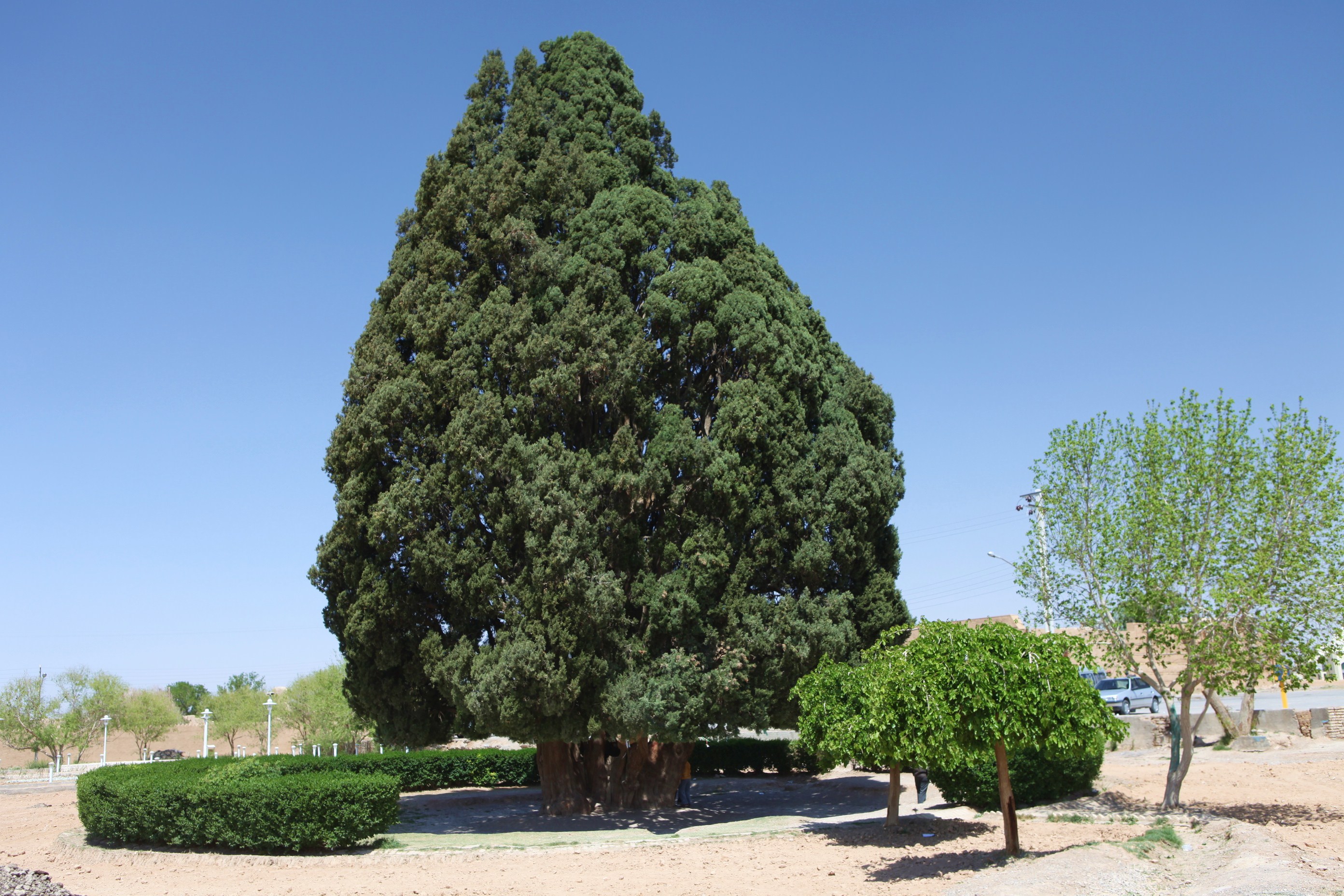 The Ancient Cypress of Iran - Sarv-e Abarqu (image credits: By Ninaras, CC BY 4.0, https://commons.wikimedia.org/w/index.php?curid=55588179)