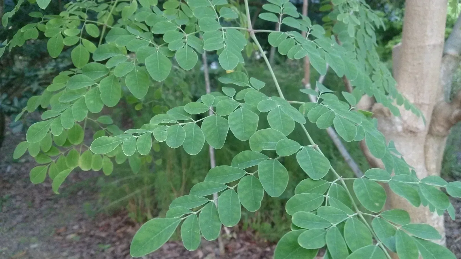 Meet Moringa Oleifera, the Tree Behind the Discovery (By Mokkie, CC BY-SA 3.0)