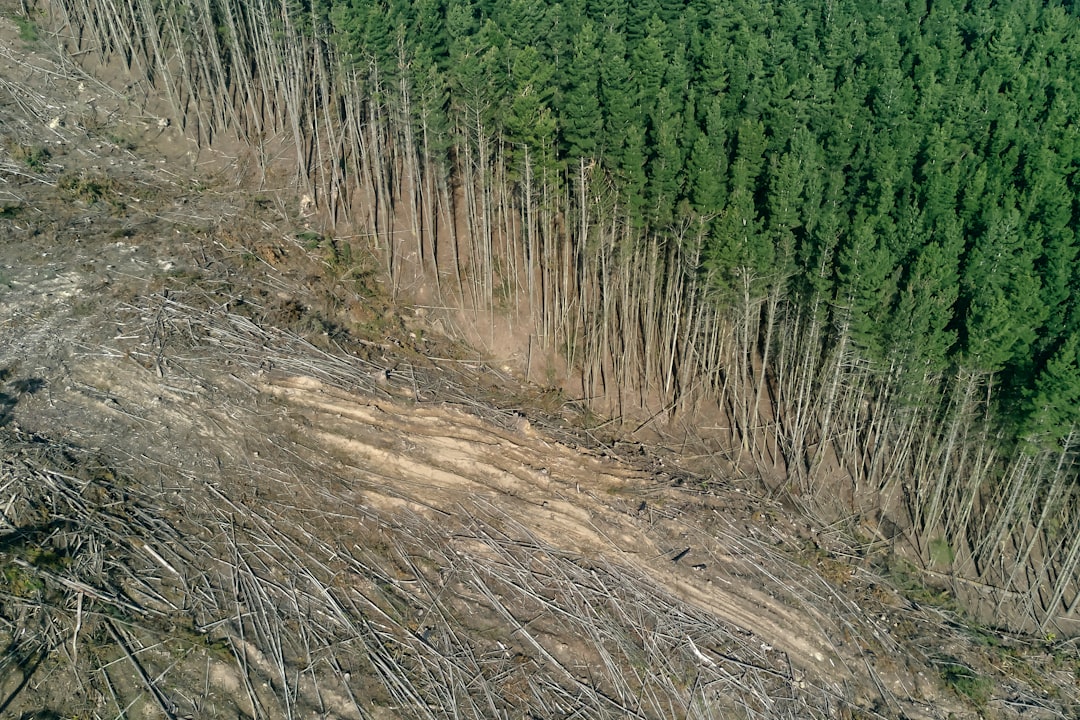 Tree Planting Campaigns: Not a Silver Bullet (image credits: unsplash)