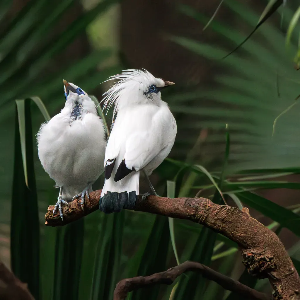 Biodiversity Loss Is Accelerating Toward Mass Extinction (. Ray in Manila, Flickr, CC BY 2.0)