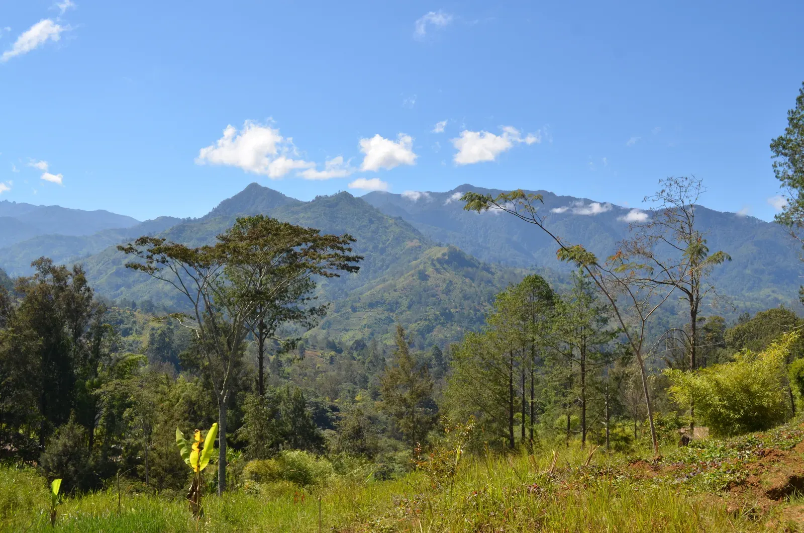 11. Papua New Guinea's Highland Forests (Papua New Guinea, CC BY 2.0)