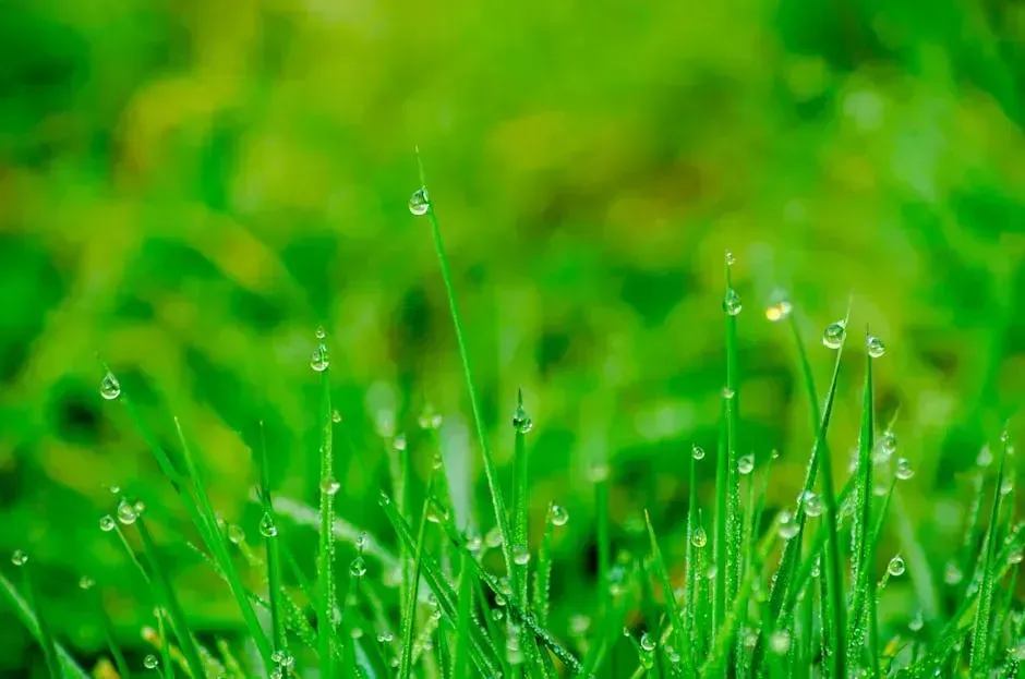 3. "When Dew Is on the Grass, Rain Will Never Come to Pass." (Image Credits: Pexels)