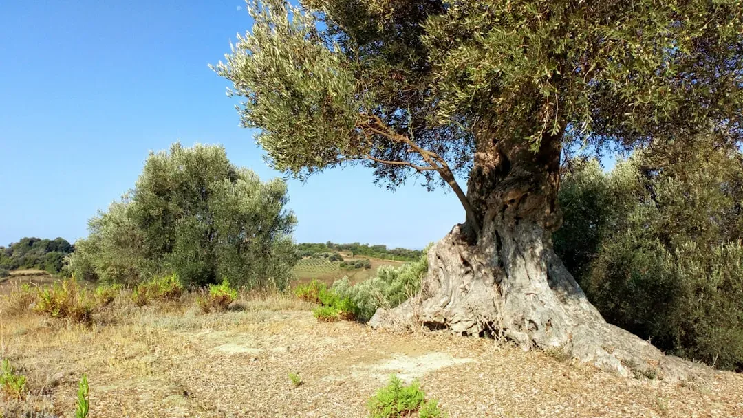 1. The Mediterranean Basin: A Drought Hotspot in Progress (Image Credits: Unsplash)