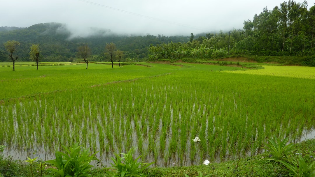 Rice: The Surprising Methane Machine (image credits: unsplash)