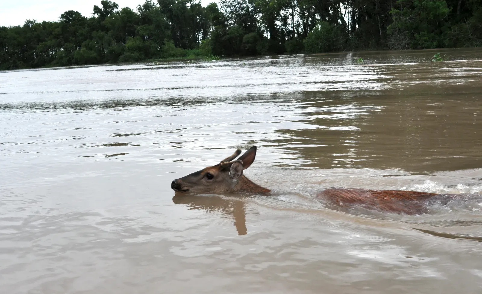 1. Louisiana (By jetheriot, CC BY 2.0)