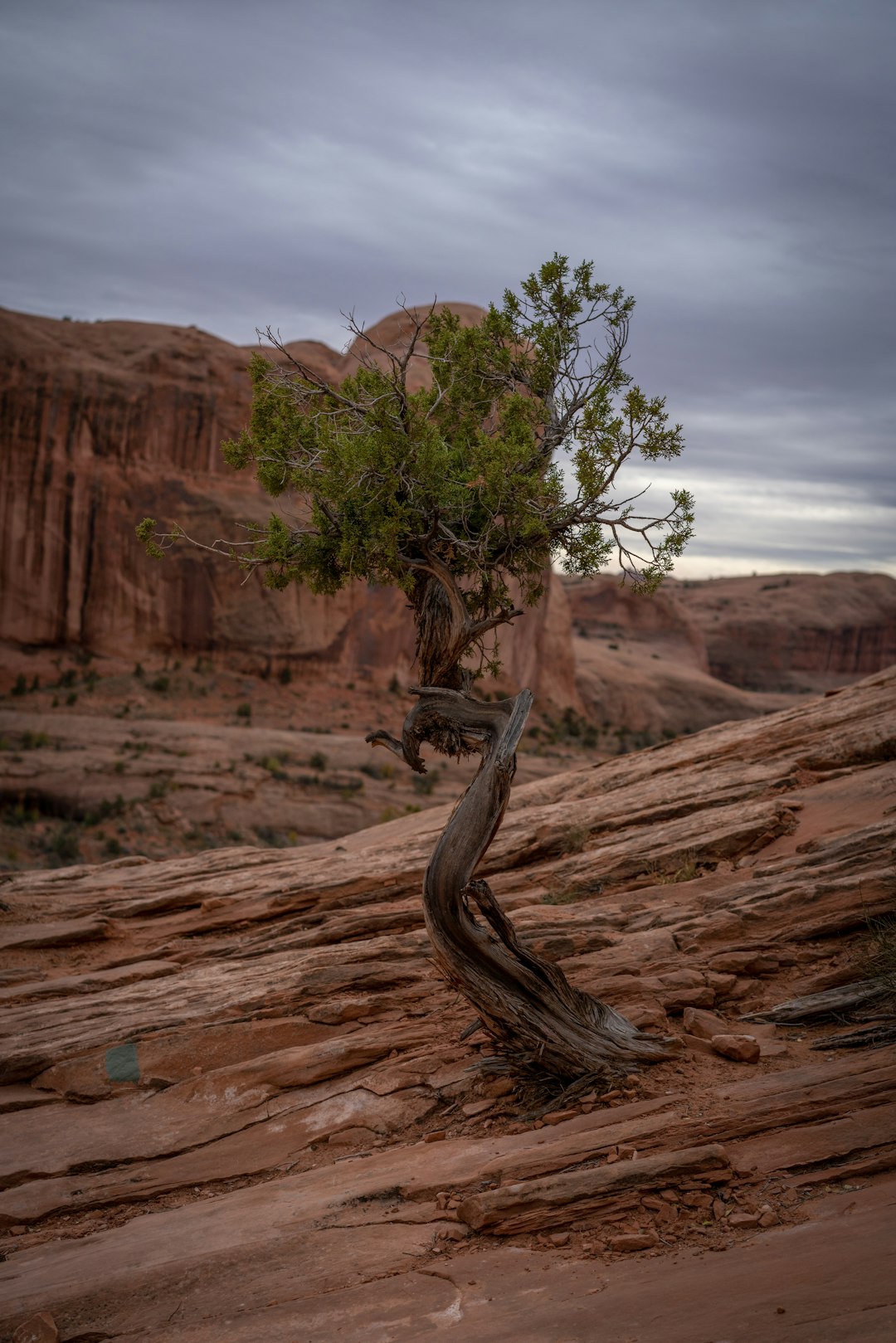 The Secret Record Holder - An Unnamed Bristlecone (image credits: unsplash)