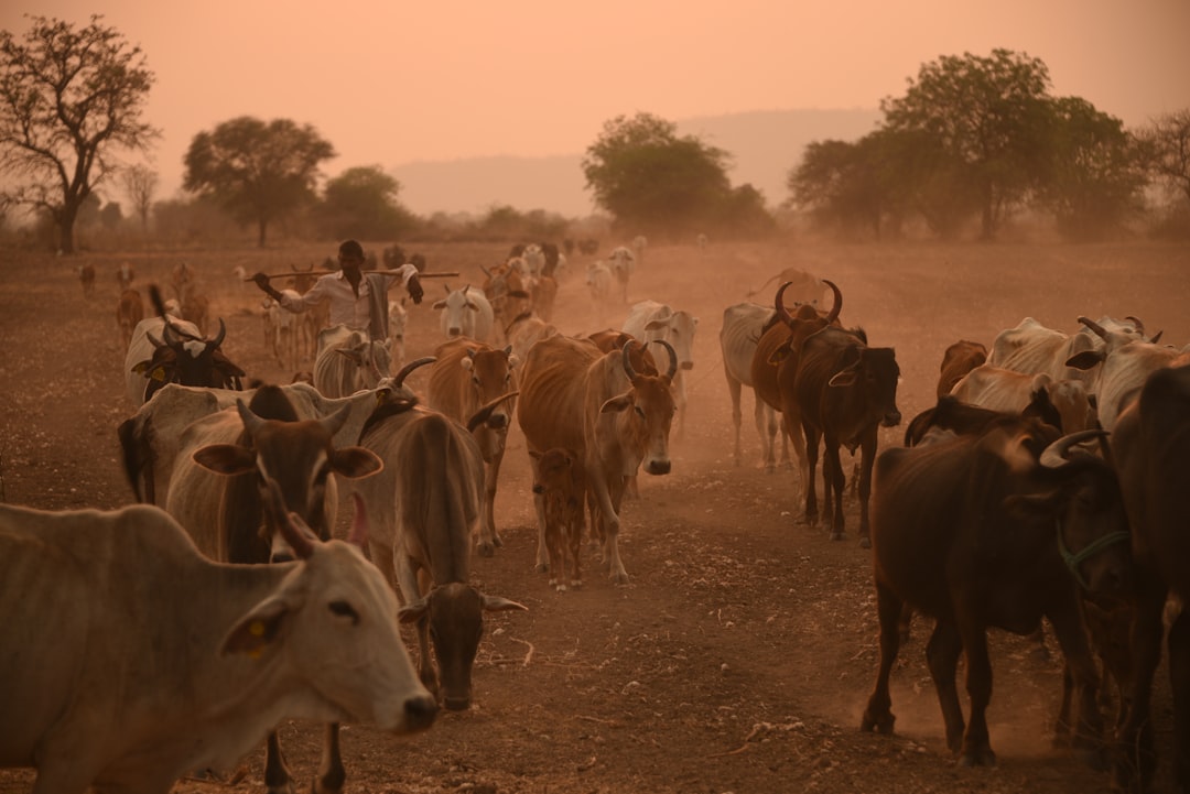 Economic Tidal Waves: The Financial Cost of Climate Migration (image credits: unsplash)