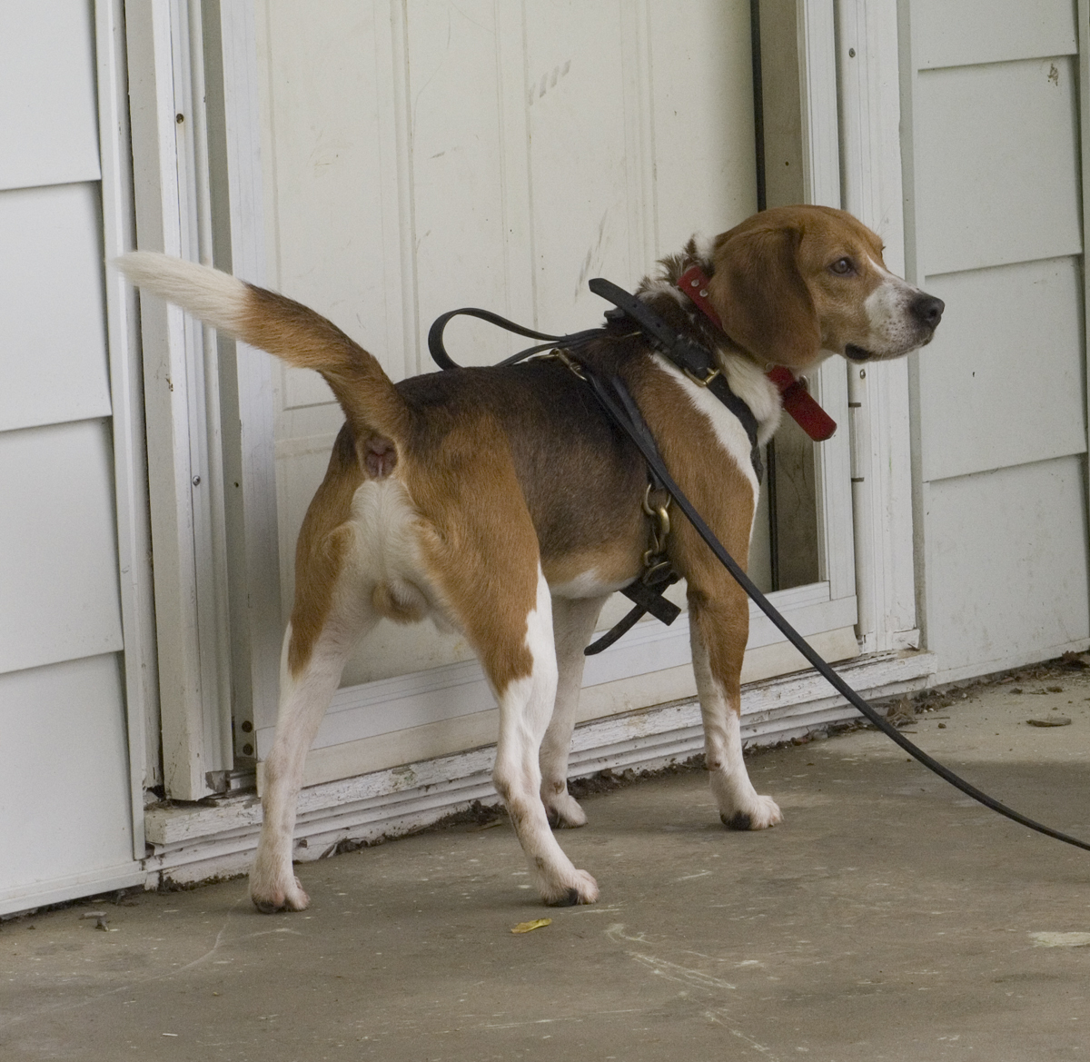 City Life Is Squeezing Out Pet Space (image credits: wikimedia)