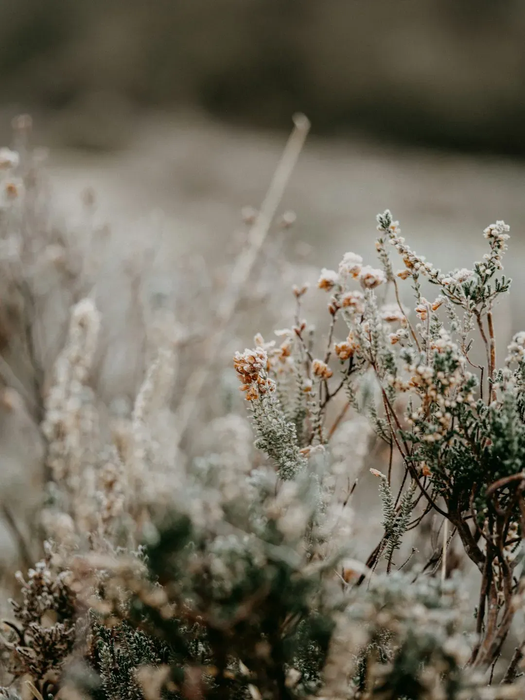Meteorological Winter vs. Real Cold (Image Credits: Unsplash)