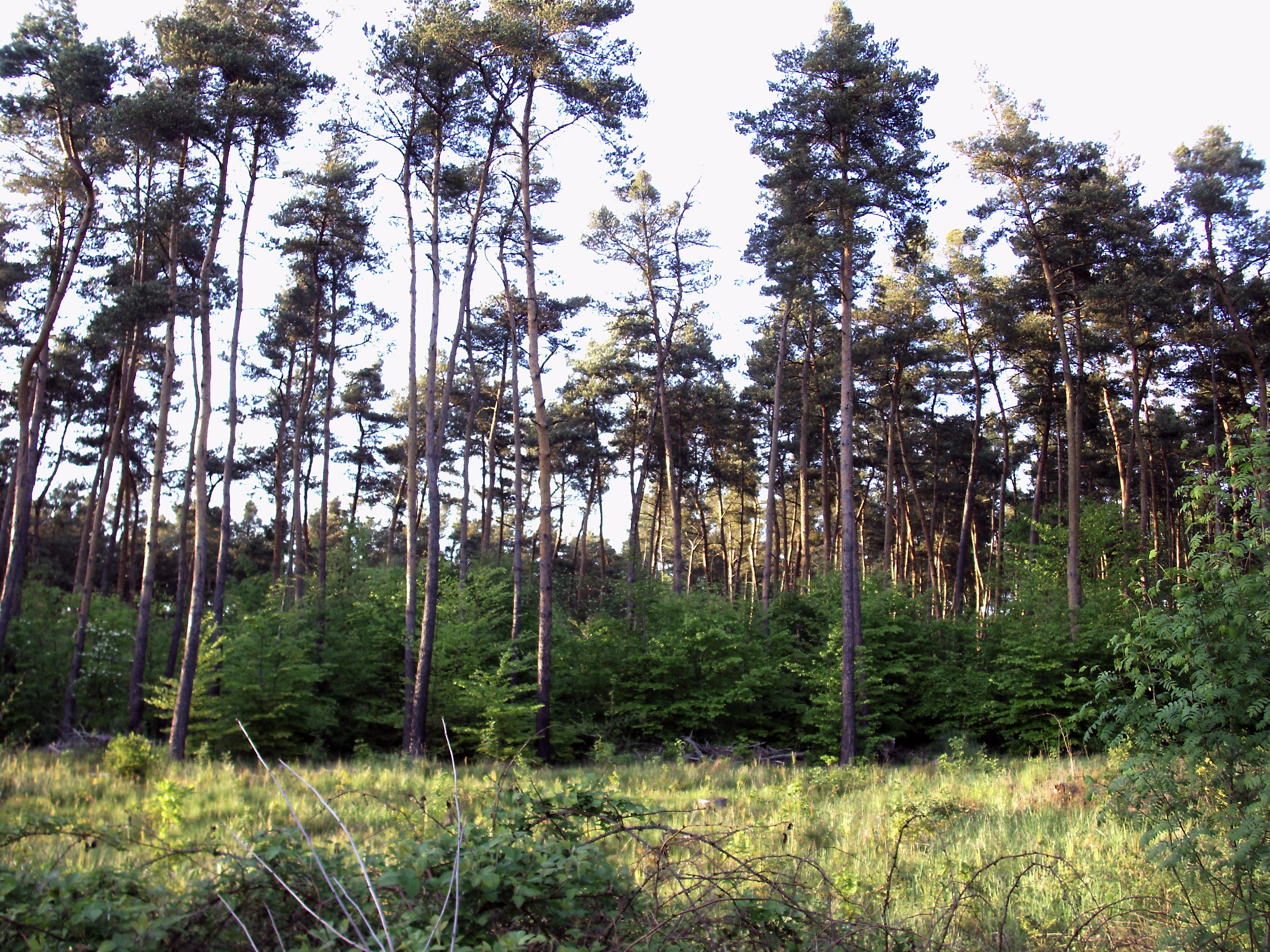 Adaptive Management Under Uncertainty (image credits: wikimedia)