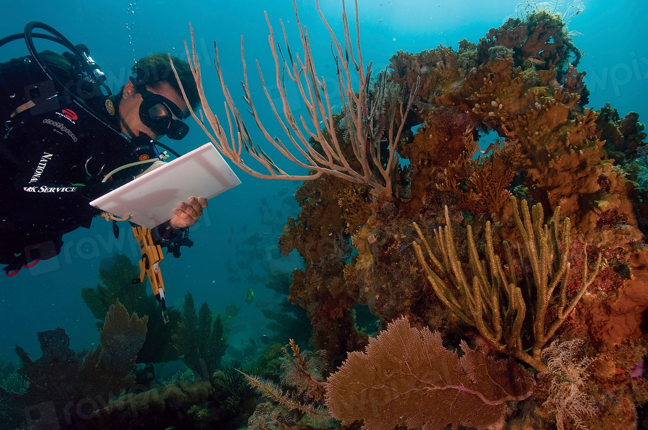 Sea Level Rise and Future Protection Challenges (image credits: rawpixel)