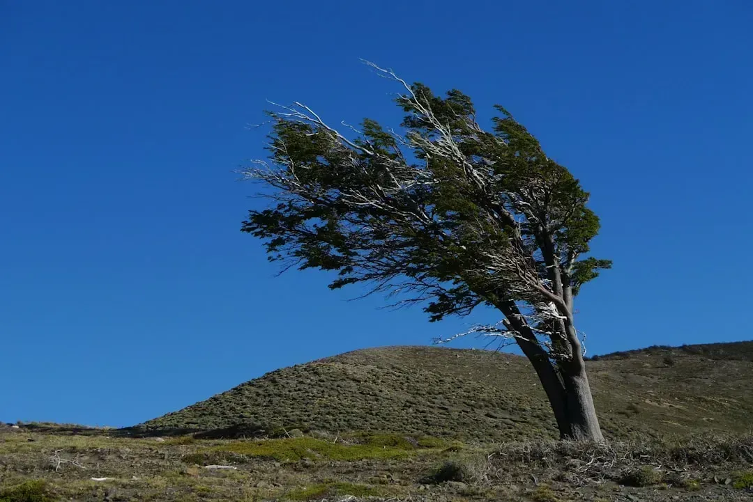 4. Planting Non-Native Trees as Windbreaks or "Rain Generators" (Image Credits: Unsplash)