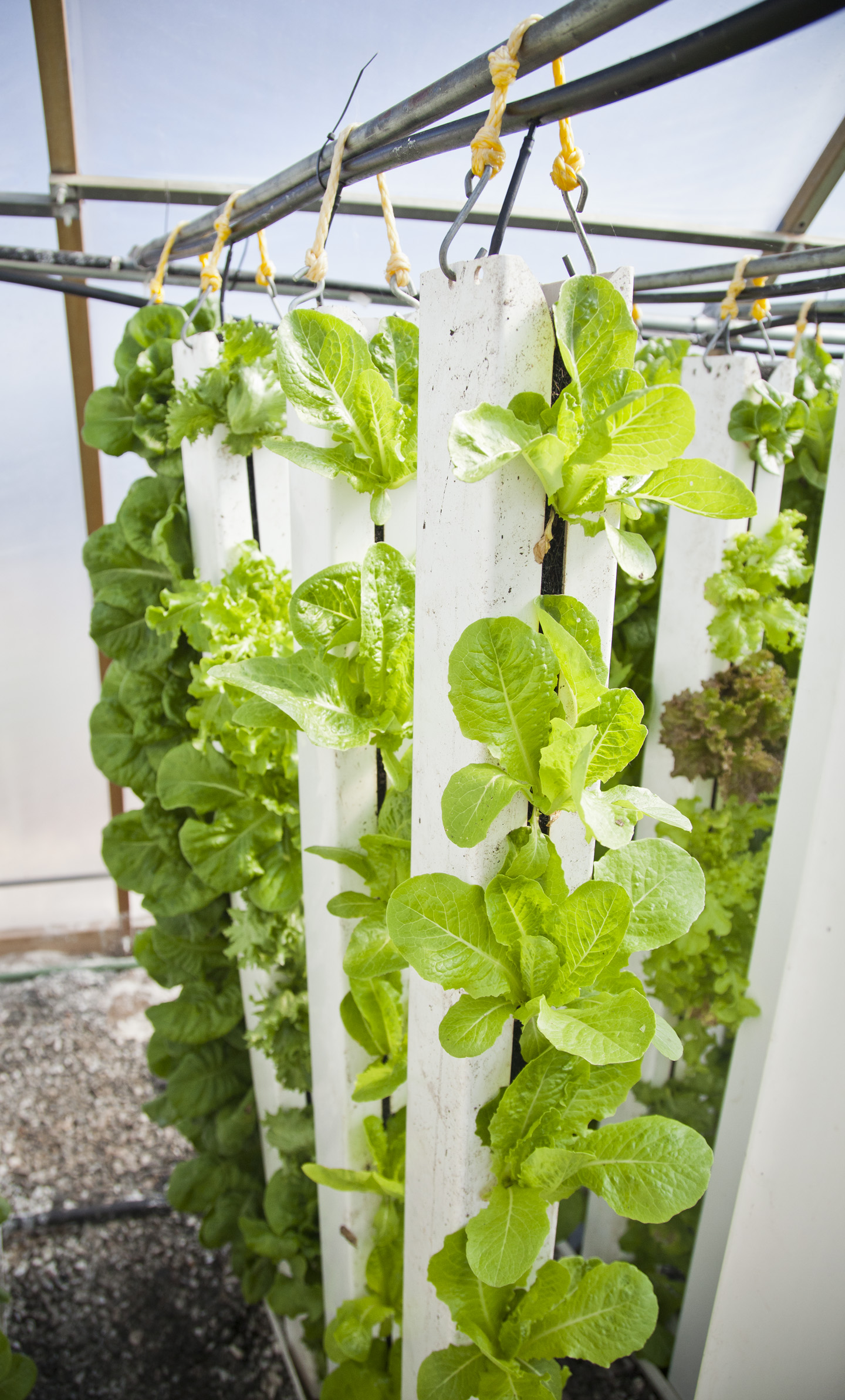 Vertical Farms Reaching New Heights (image credits: wikimedia)
