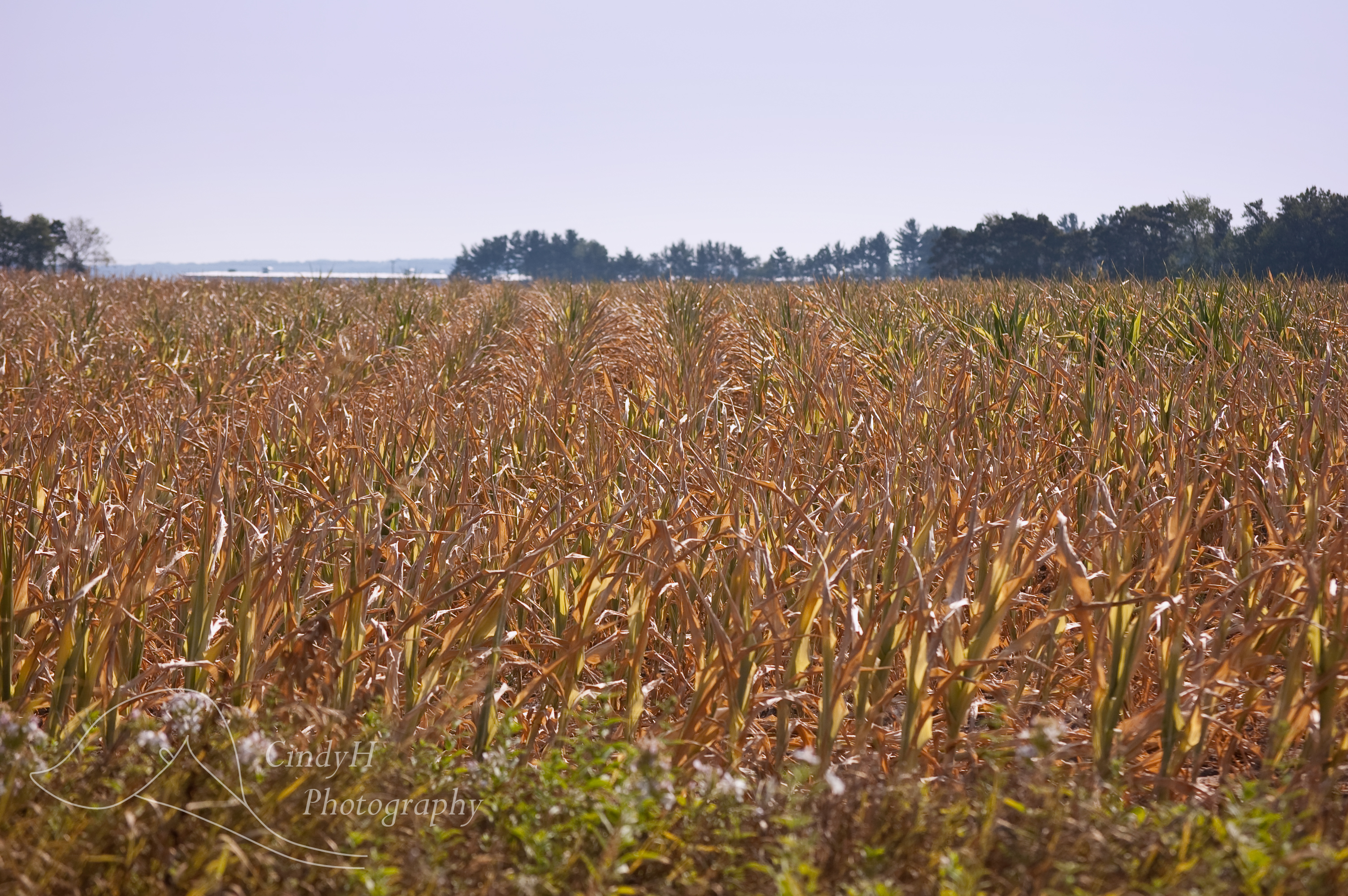 Corn—A Key Ingredient in Many American Foods—is Under Threat (image credits: wikimedia)