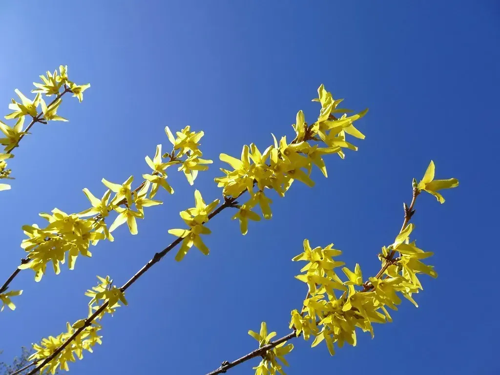 Spring starts earlier, and that's not entirely good news (Tery14, Flickr, CC BY-SA 2.0)