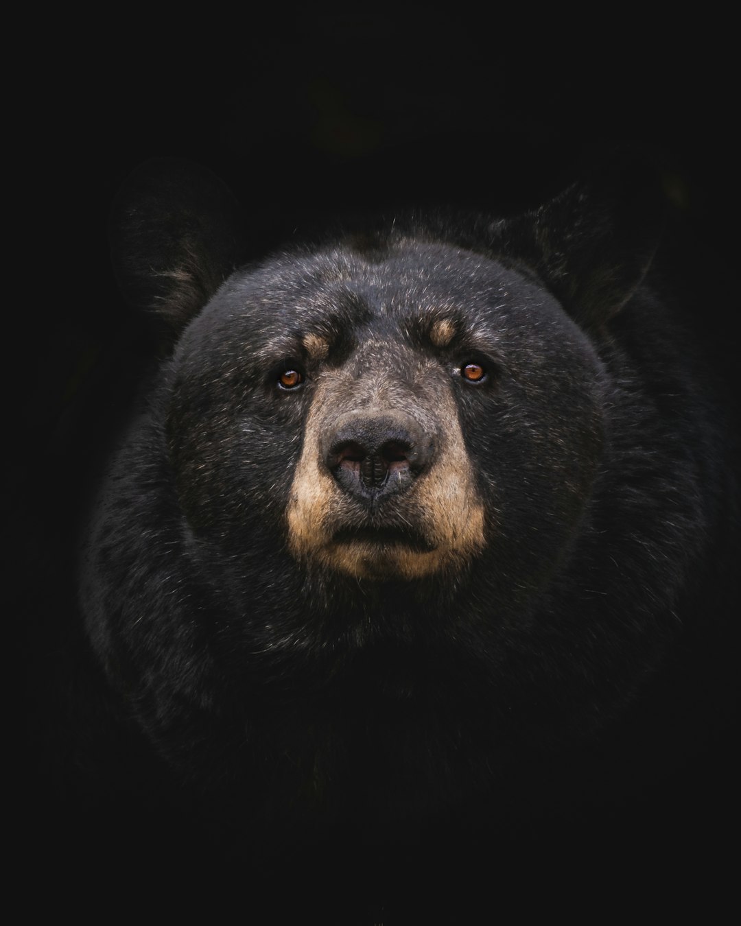 Rising Human-Bear Conflicts Across the State (image credits: unsplash)