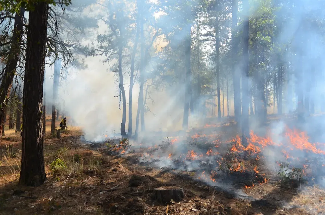 Boundary Waters Fires Lit the Fuse (Image Credits: Unsplash)