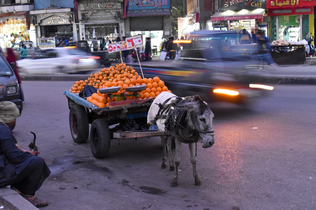 The Global Environmental Impact of Food Transportation (image credits: unsplash)