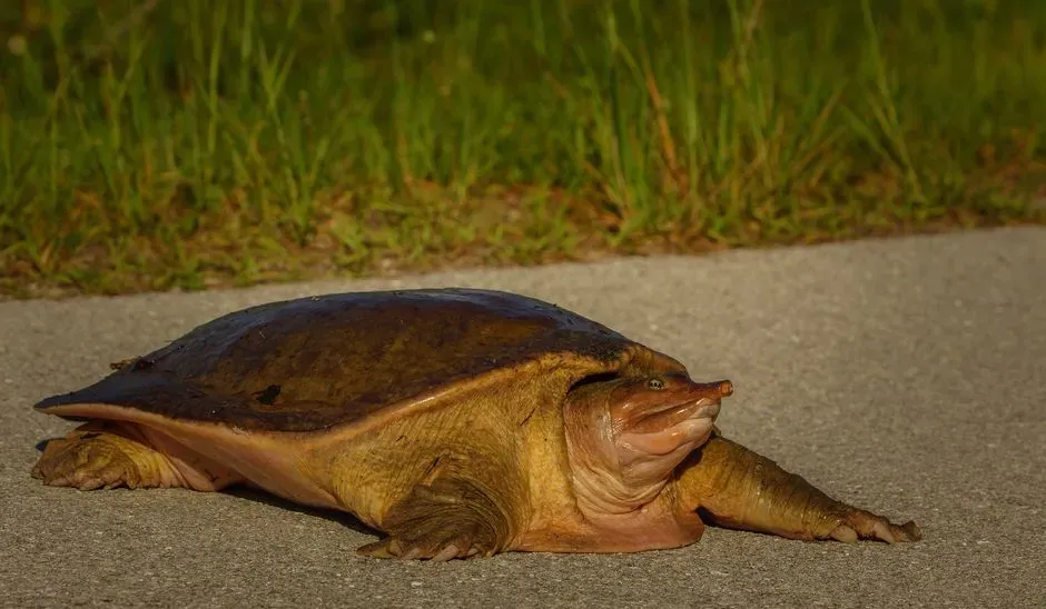 Yangtze Giant Softshell Turtle Scarcity (Image Credits: Pexels)