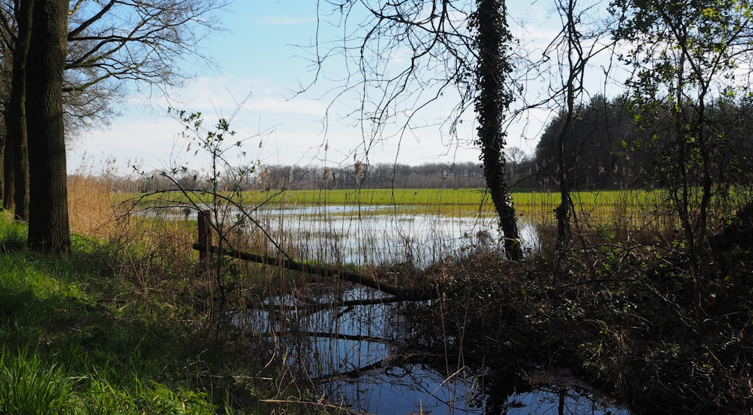 Nature's Insurance Policy Against Disasters (image credits: unsplash)