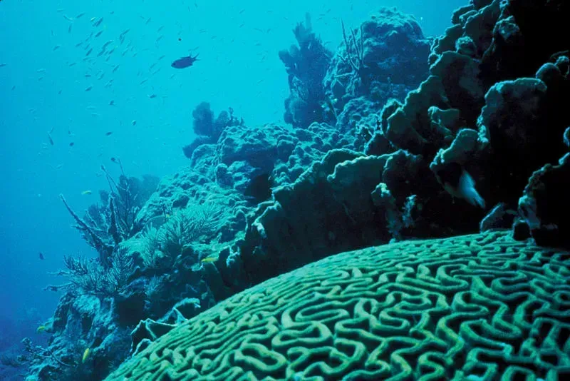 San Juan, Puerto Rico: turning coral reefs into legal infrastructure (eutrophication&hypoxia, Flickr, CC BY 2.0)