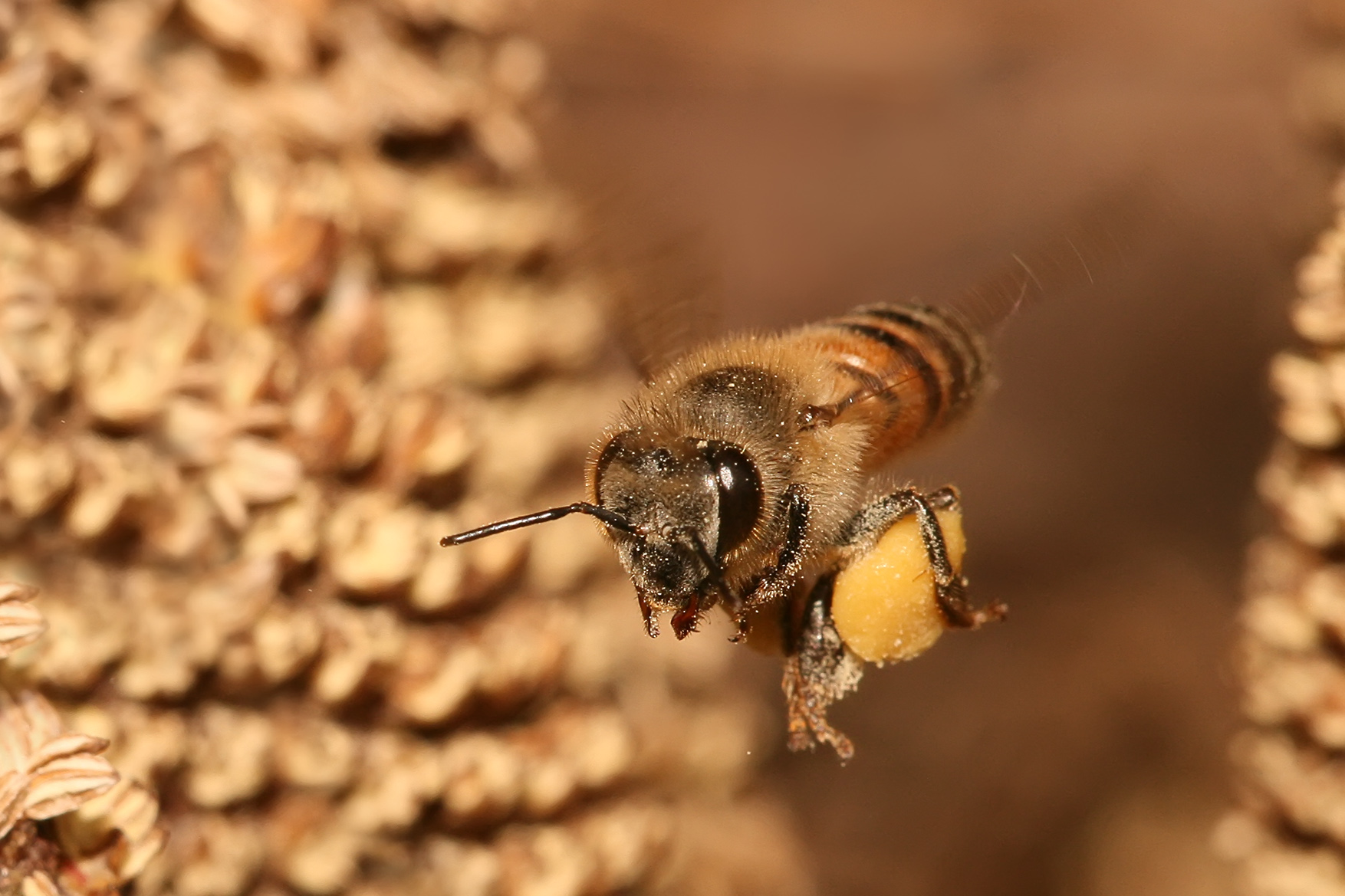 Wild Pollinators: The Forgotten Heroes (image credits: By Muhammad Mahdi Karim, GFDL 1.2, https://commons.wikimedia.org/w/index.php?curid=6699147)