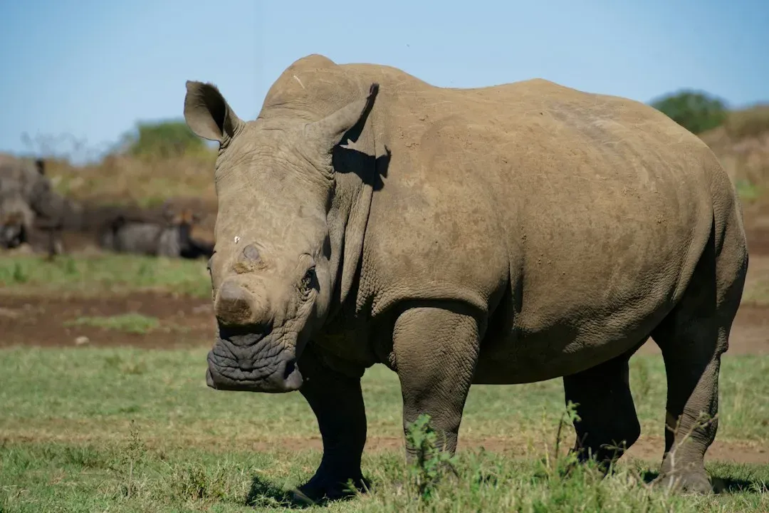 Javan Rhinoceros Limited Range (Image Credits: Unsplash)