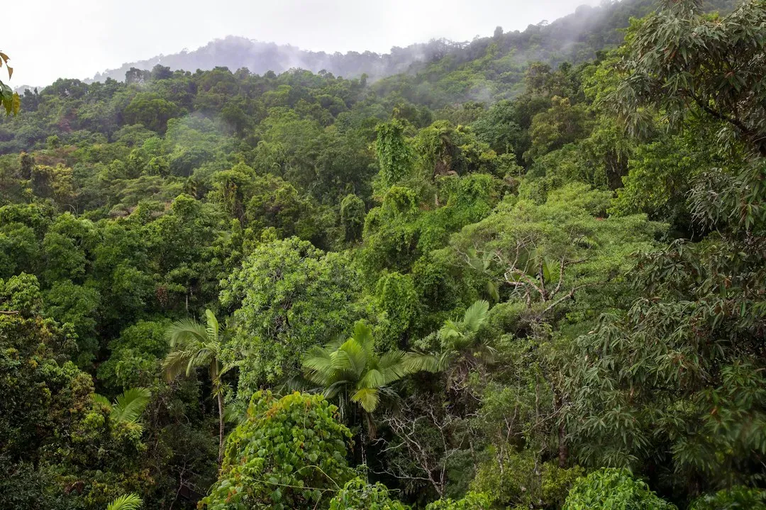 Why These Forests Matter for the Climate (Image Credits: Unsplash)