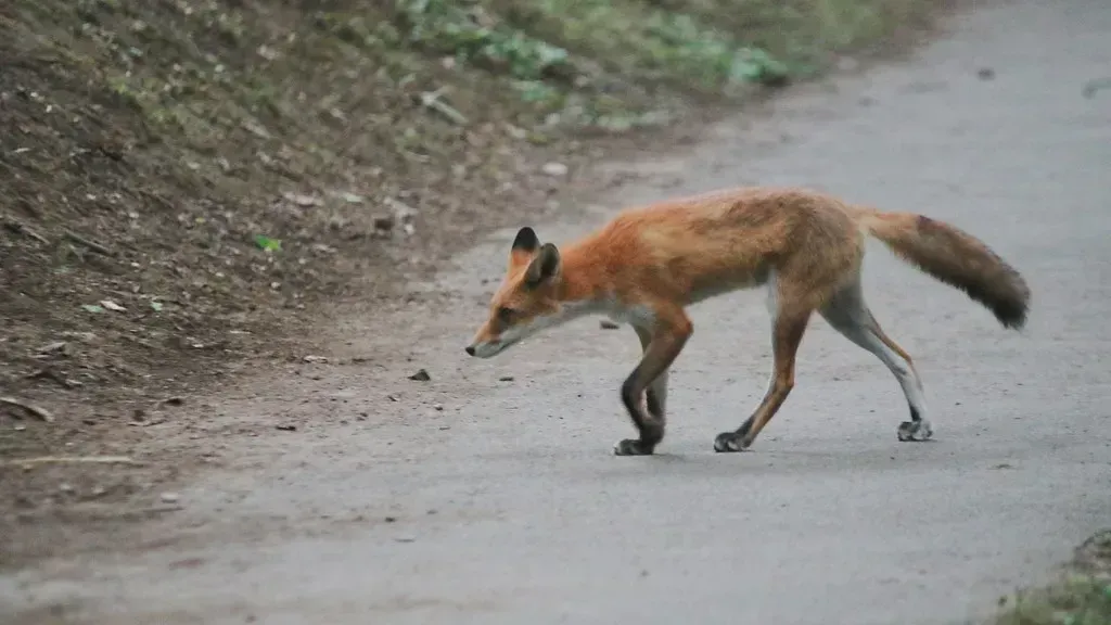 Red Foxes Thriving on Urban Takeaway Leftovers (MIKI Yoshihito. (#mikiyoshihito), Flickr, CC BY 2.0)