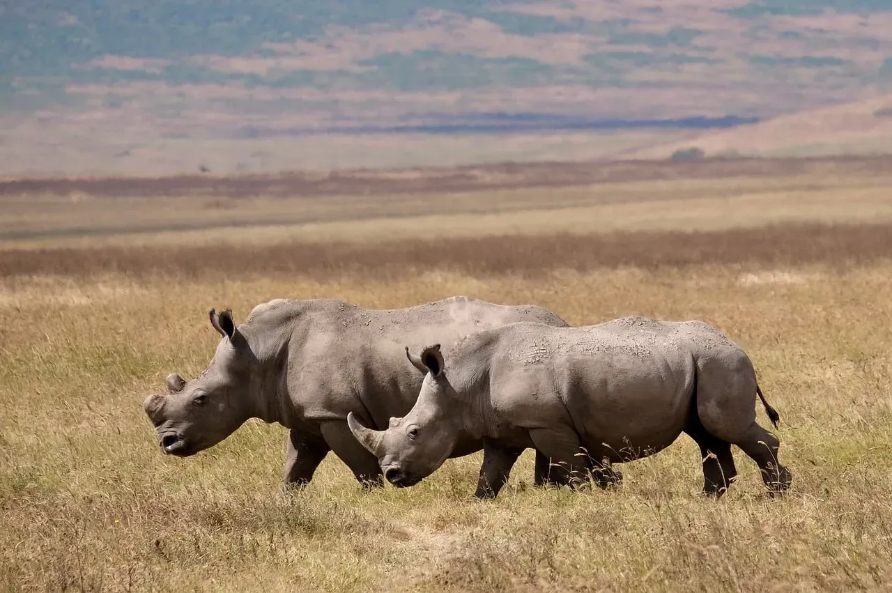 Conservation Lessons From the Data (Image Credits: Pixabay)