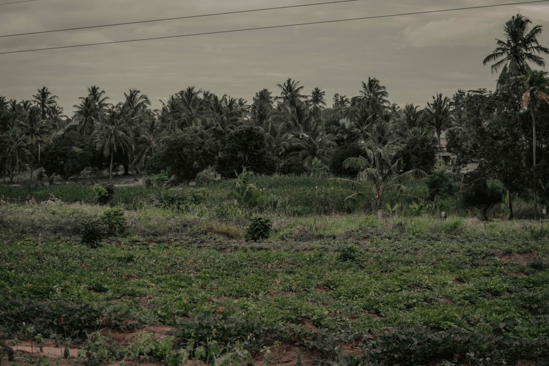 Deforestation for Agricultural Expansion Eliminates Natural Soil Protection (image credits: unsplash)